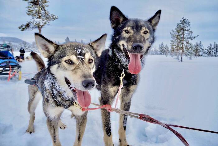 Freiwilligenarbeit im Husky Projekt in Schwedisch Lappland
