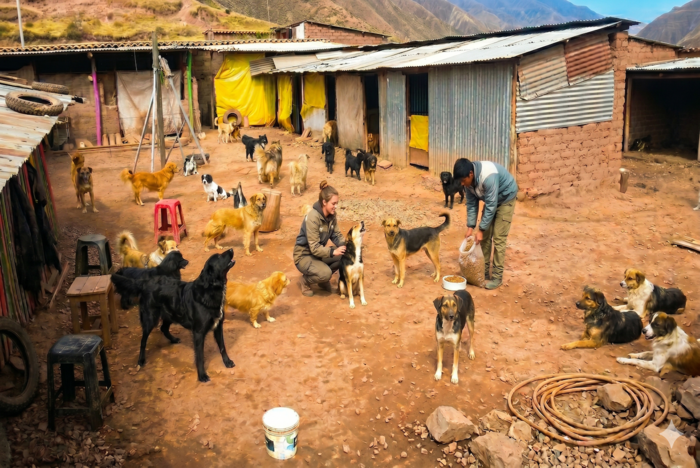 Freiwilligenarbeit im Hundeprojekt in Cusco
