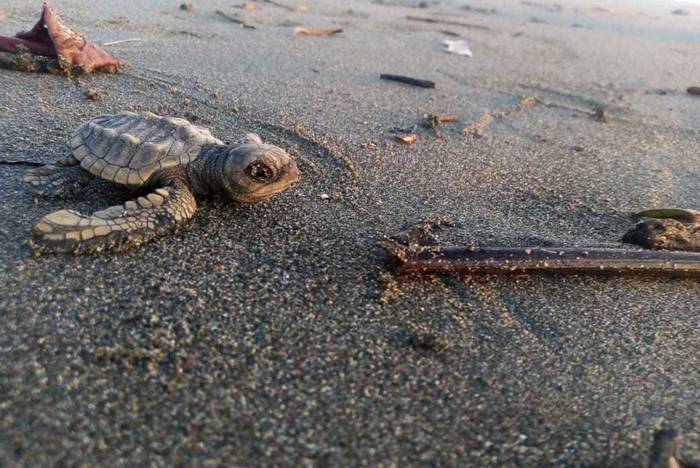 Tierschutzprojekt in Costa Rica am Pazifik