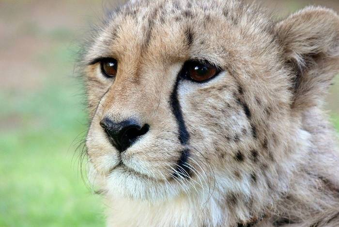 Volunteering auf einer Cheetah Farm