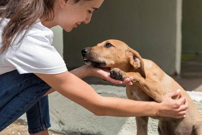 Stray dogs animal welfare project in Spain