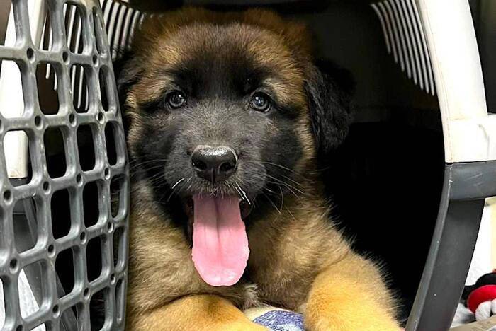 Volunteering im Tierschutz Projekt auf Kreta