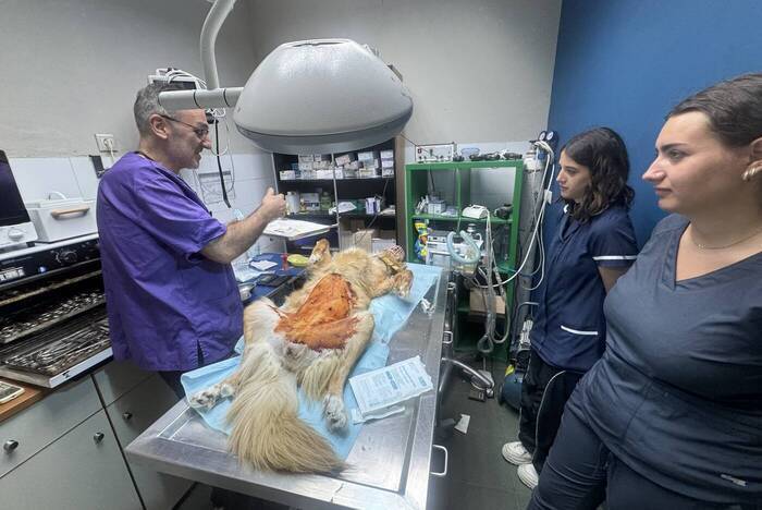 Volunteering im Tierschutz Projekt auf Kreta