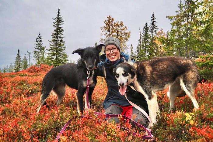 Wiederaufforstung in Schwedisch Lappland
