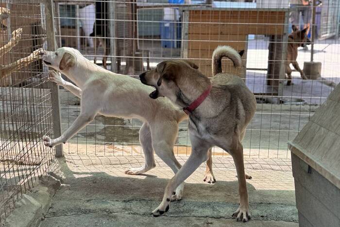 Freiwilligenarbeit Tierheim Kreta