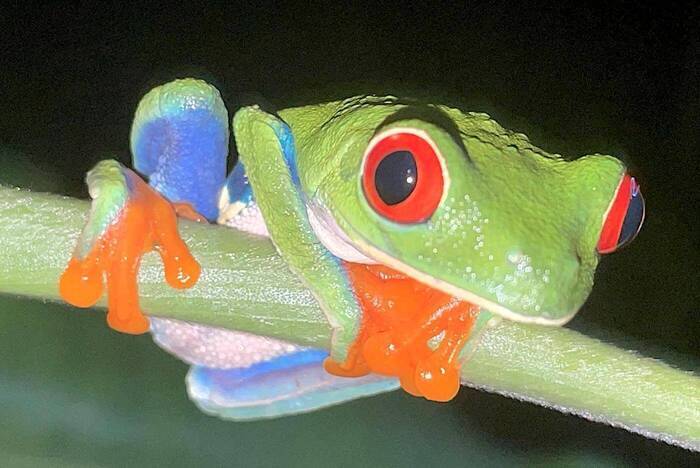 Tierauffangstation Costa Rica mit Faultieren
