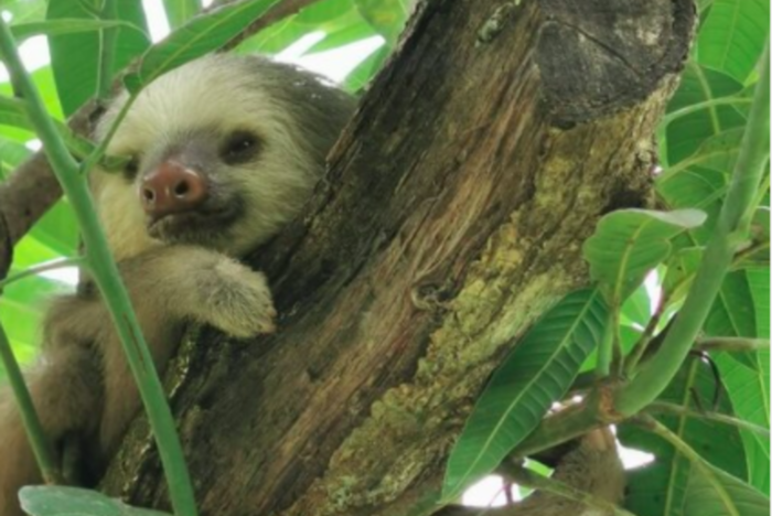 Animal sanctuary Costa Rica with sloths