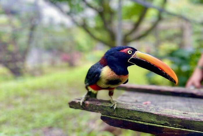 Tierauffangstation Costa Rica mit Faultieren
