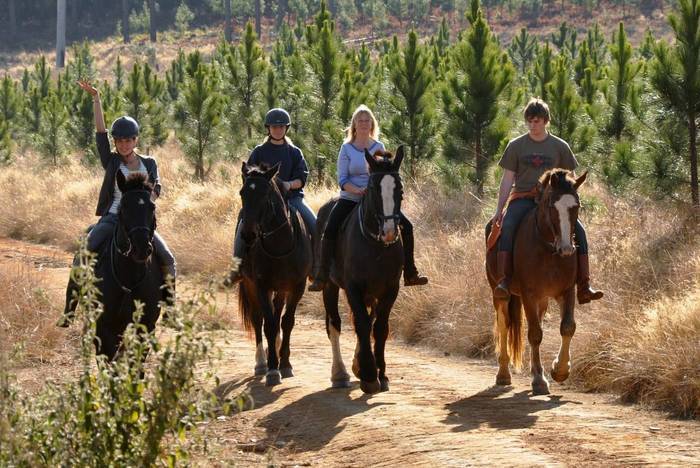 Pferdefarm Südafrika