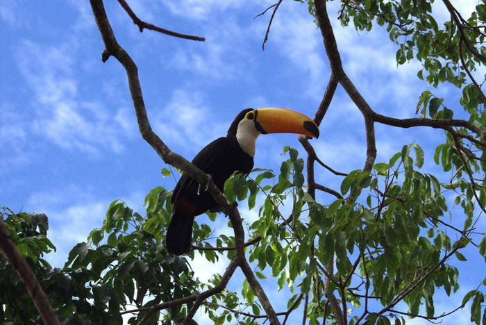 Tucan im Rettungsgebiet des Projektes 
