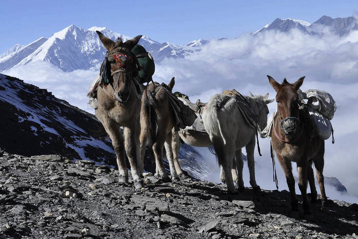 Trekking in Nepal