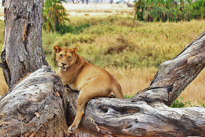 Löwe in der Serengeti