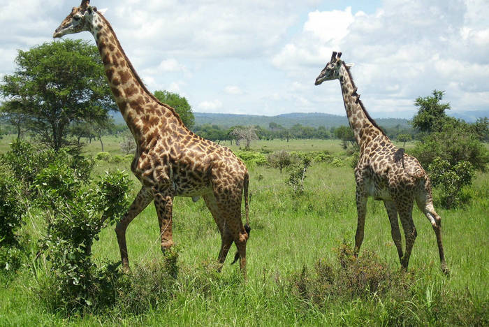 Giraffes on the safari tour