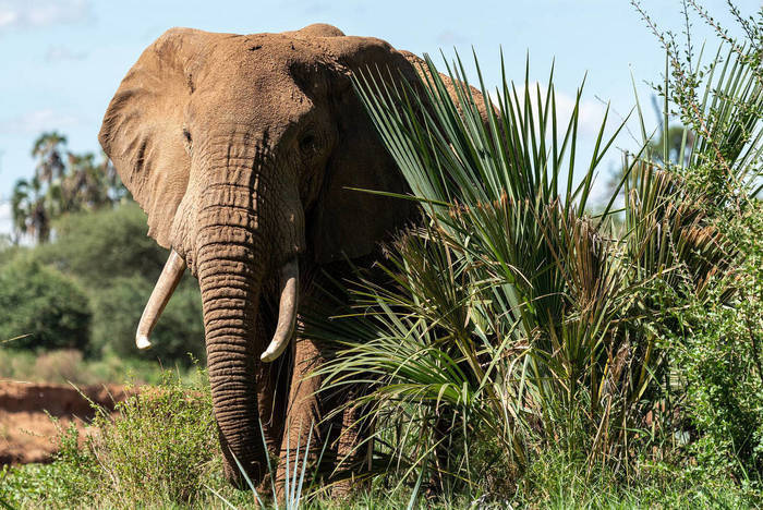 Elefant im Nationalpark