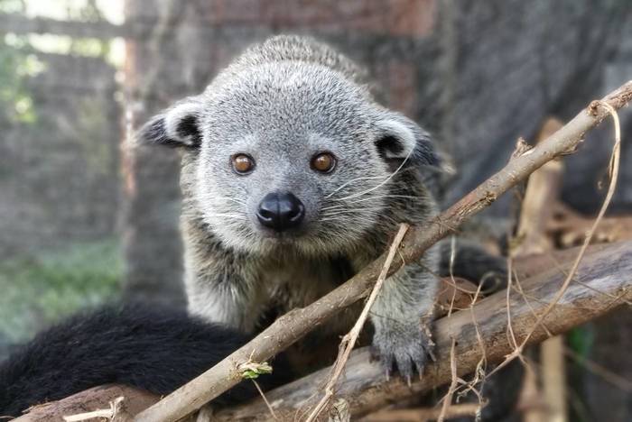 Wildlife Projekt auf Bali