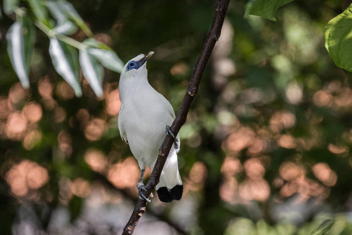 Bird protection on Nusa Penida