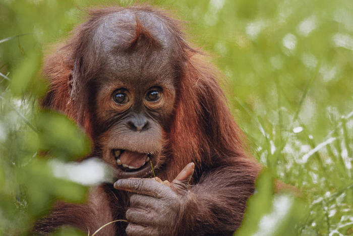 Orang-Utan Baby auf Borneo