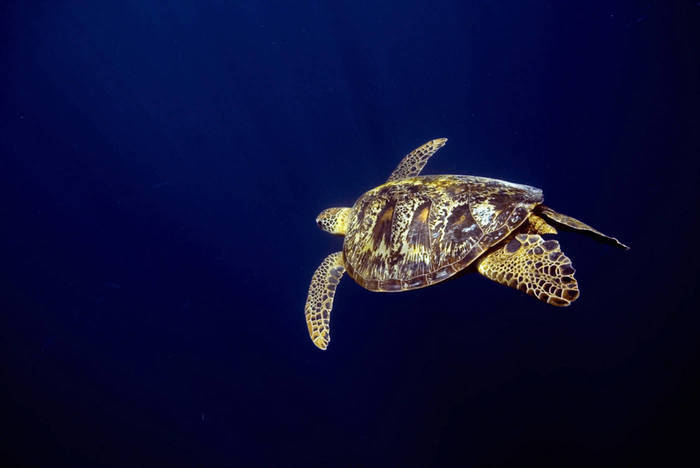 Schildkrötenprojekt in Tansania