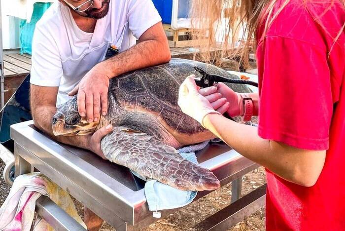 Freiwilligenarbeit Schildkröten Kreta 