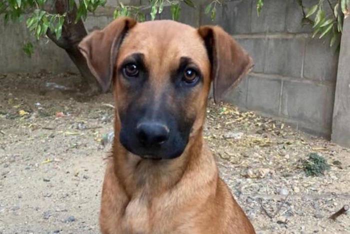 Freiwilligenarbeit mit Straßenhunden in Chile