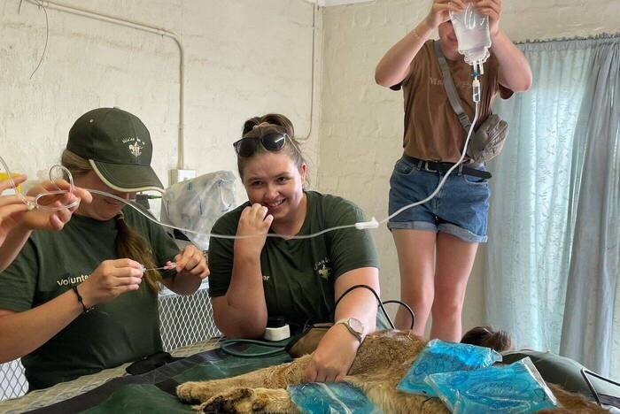 Namibia - Freiwilligenarbeit in der Tiermedizin