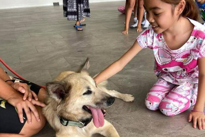 Lehramtspraktikum beim Tierschutz in Thailand