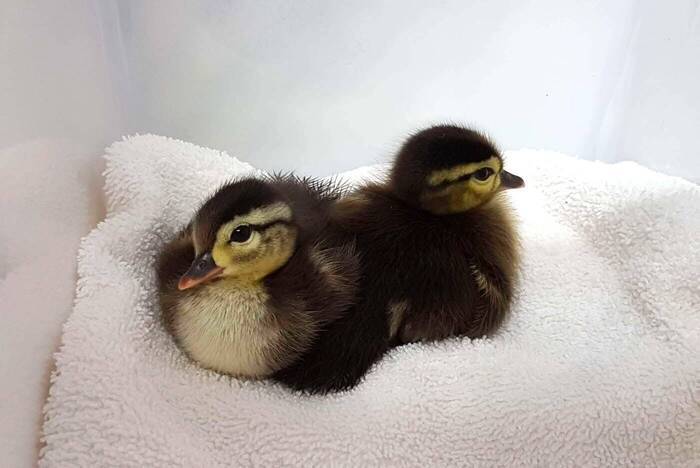Freiwilligenarbeit im Wildlife-Center in Kanada