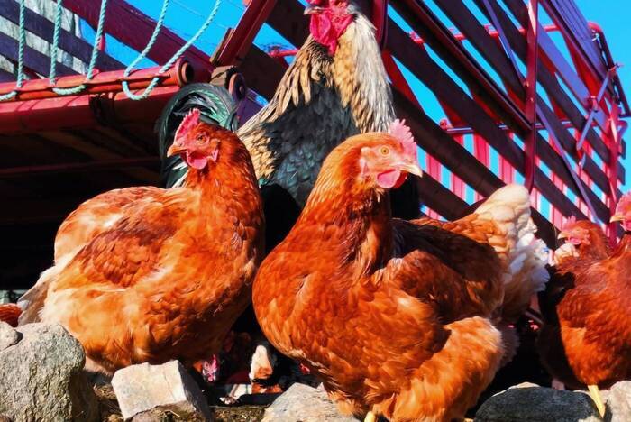 Soziale Freiwilligenarbeit auf einer Farm in Schweden