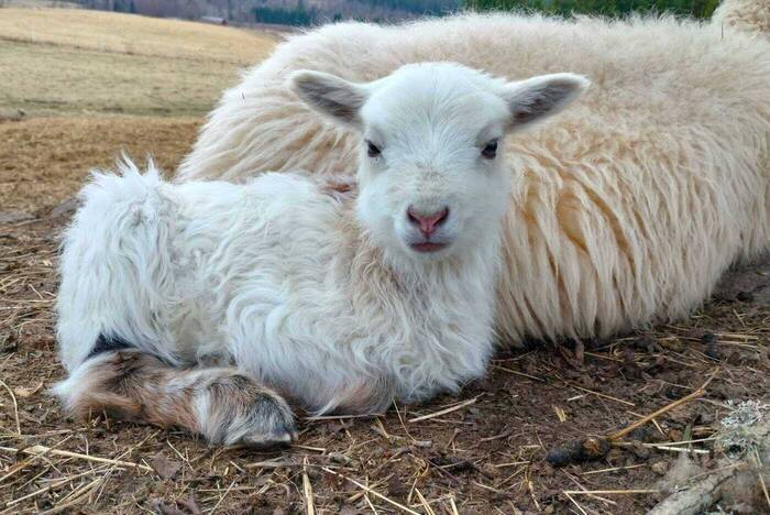 Lamm auf der Farm in Schweden