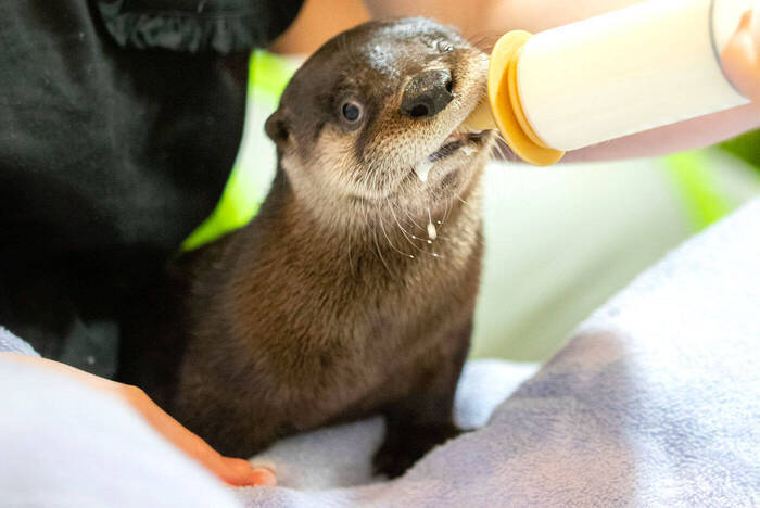 Otter-Fütterung im Wildlife-Projekt in Kanada