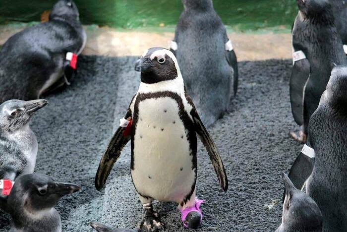 Pinguine beim Projekt in Kapstadt
