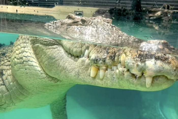 Krokodil beim Wildlife-Projekt in Queensland