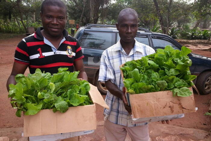 Freiwilligenarbeit Baumschule Afrika