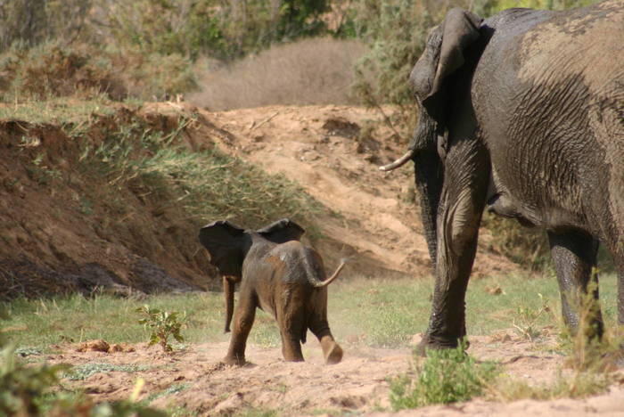Wüstenelefant Namibia