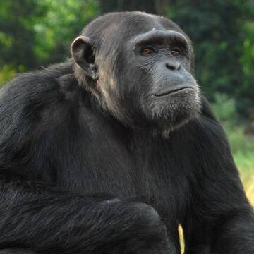 Volunteering mit Schimpansen