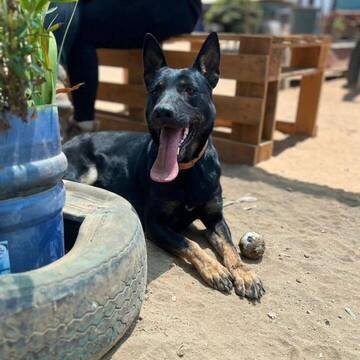 Chile Straßenhunde Projekt