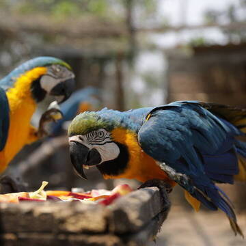 Bolivien Tierschutz Projekt