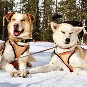 Bens Husky Projekt - Schweden