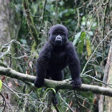 Tiere & Wildlife in Uganda