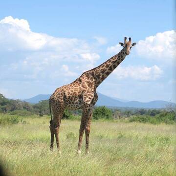 Tiere & Wildlife in Tansania