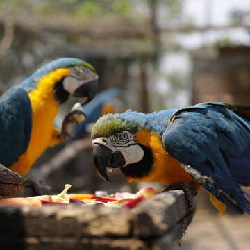 Bolivien Tierschutz Projekt