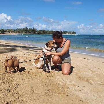 Dominikanische Republik Hunde