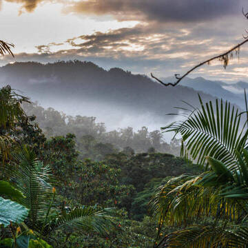 Ecuador Nebelwald