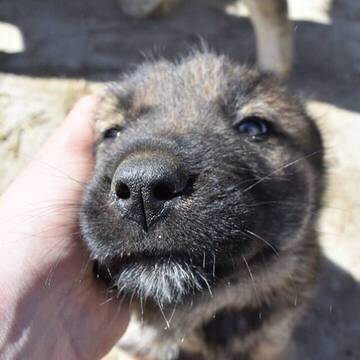 Freiwilligenarbeit in Rumänien