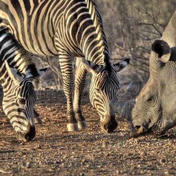 Tiere & Wildlife in Simbabwe