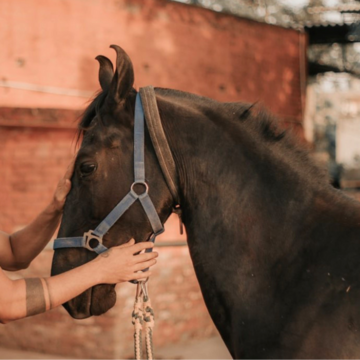 arbeite mit Pferden auf Kreta