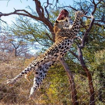 Schütze afrikanische Wildtiere in Namibia