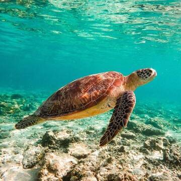 Indonesien Gili Schildkröte