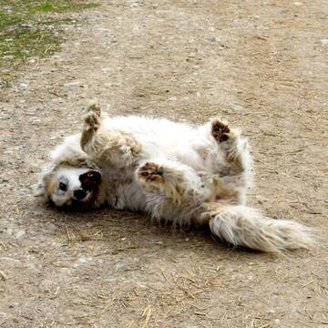 süße Hunde im Hundeprojekt