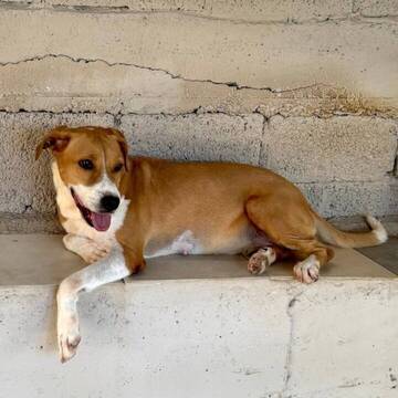 arbeite mit süßen Hunden im Tierheim